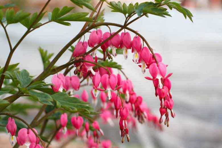 Dicentra, Dicentra formora, Bleeding Heart, Showy Bleeding heart, Dutchman's Breeches, Chinaman's Breeches, Locks and Keys, Lyre Flower, Seal Flower, Old-Fashioned Bleeding Heart, Lamprocapnos spectabilis, Shade Perennials, Pink Flowers, White Flowers
