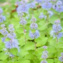 Bluebeard, Blue Mist, Blue Spirea, Blue Mist Spirea, Caryopteris incana, Caryopteris x clandonensis, Caryopteris divaricata, Blue Flowers, Late Summer Perennials, Late Summer Shrubs