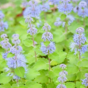 Bluebeard, Blue Mist, Blue Spirea, Blue Mist Spirea, Caryopteris incana, Caryopteris x clandonensis, Caryopteris divaricata, Blue Flowers, Late Summer Perennials, Late Summer Shrubs