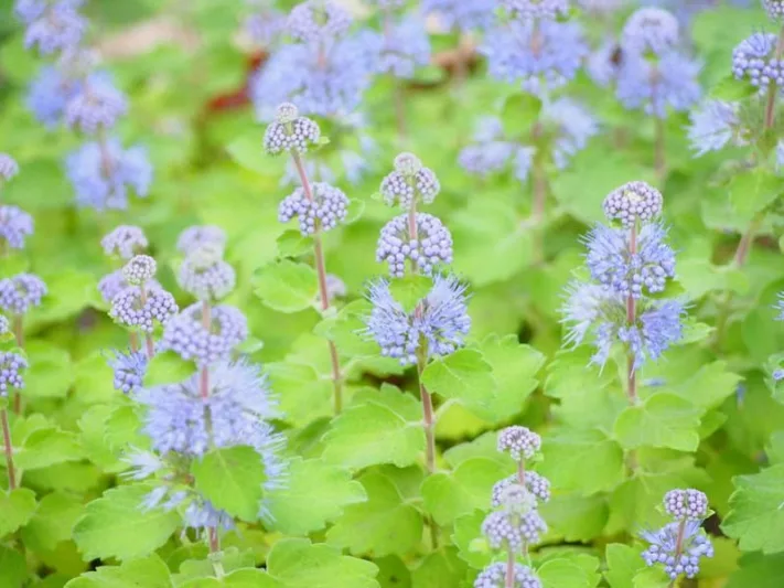 Bluebeard, Blue Mist, Blue Spirea, Blue Mist Spirea, Caryopteris incana, Caryopteris x clandonensis, Caryopteris divaricata, Blue Flowers, Late Summer Perennials, Late Summer Shrubs