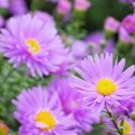 Aster Novi-Belgii