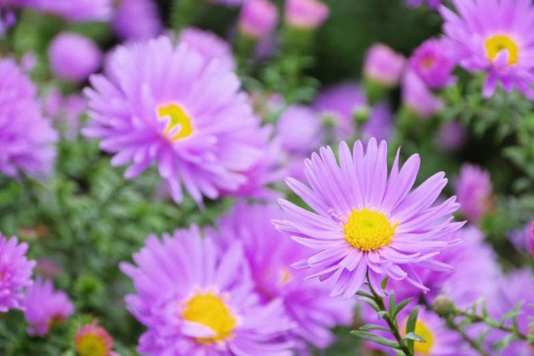 Aster Novi-Belgii