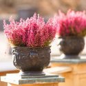 Heath growing information