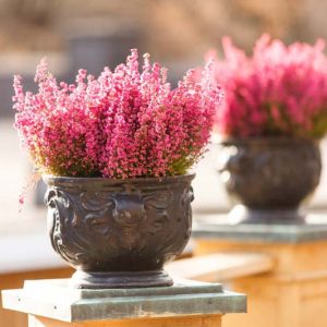 Heath growing information
