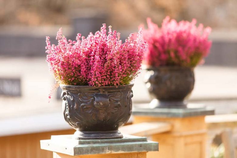 Heath growing information