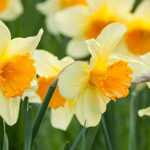 Daffodils classification, Daffodils types, Daffodils Groups, Narcissus classification, Narcissus types, Narcissus Groups, Narcissus Divisions, Daffodils Divisions