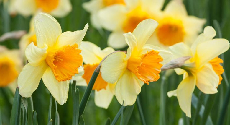 Daffodils classification, Daffodils types, Daffodils Groups, Narcissus classification, Narcissus types, Narcissus Groups, Narcissus Divisions, Daffodils Divisions