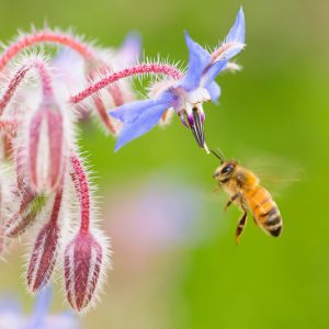 Attract Bees
