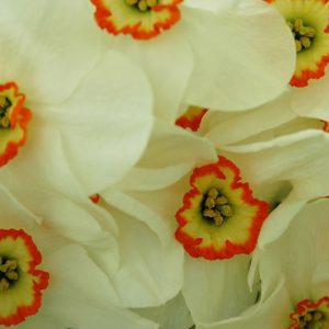 Narcissus Poeticus, Poet Daffodil, Narcissus Poeticus Recurvus