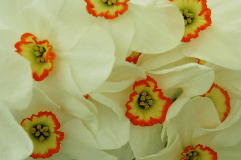 Narcissus Poeticus, Poet Daffodil, Narcissus Poeticus Recurvus