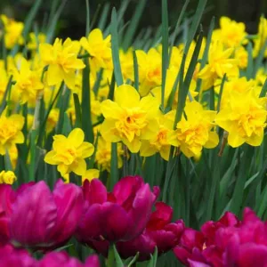 Double Narcissus, Double Daffodil, Double Daffodils, Double Narcissi, Spring Flowers, Spring Bulbs, Narcissus Cheerfulness, Narcissus Tahiti, Narcissus Bridal crown, Narcissus Yellow Cheerfulness, Spring bloom