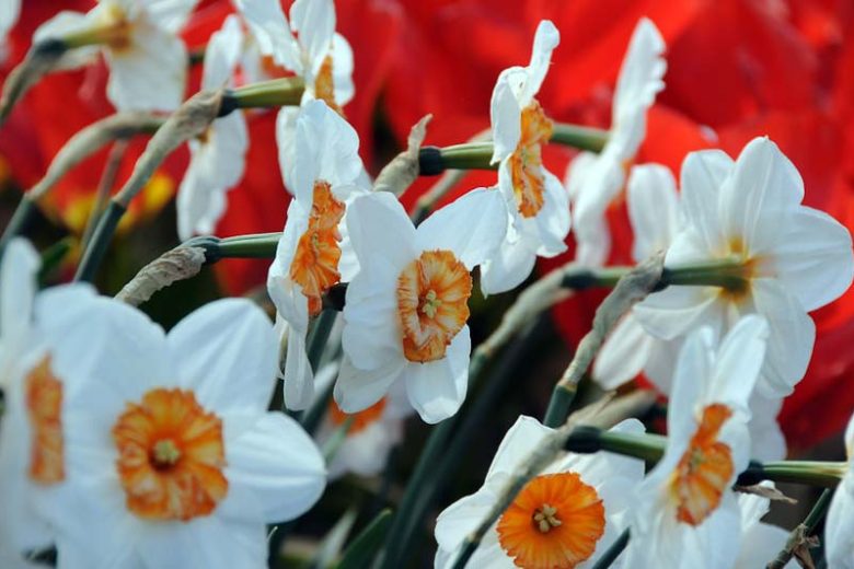 Small-Cupped Narcissus, Small Cupped Daffodil, Daffodil Aflame, Daffodil Amor,Daffodil 'Barrett Browning', Spring bulbs, Spring Blooms,