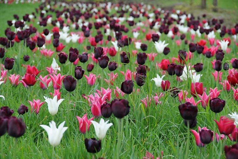 Tulipa Ronaldo,Tulip 'Ronaldo', Triumph Tulip 'Ronaldo', Triumph Tulips, Spring Bulbs, Spring Flowers, Tulipe Ronaldo, Purple Tulips,Dark Tulips, Tulipes Triomphe