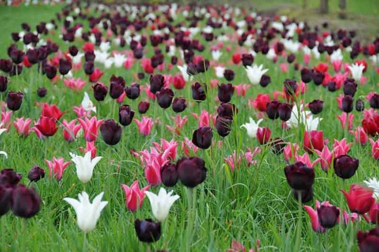 Tulipa Yonina, Tulip 'Yonina', Lily-Flowered Tulip 'Yonina', Lily-Flowering Tulip 'Yonina', Lily-Flowered Tulips, Spring Bulbs, Spring Flowers, Tulipe Yonina, Lily-flowered Tulip, late Season Tulip, Late Spring Tulip,Pink Tulip, Spring Bulbs Combination