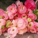 Ranunculus, Ranunculus Flowers, Ranunculus Flower, Buttercups, Persian Buttercups, Ranunculus Asiaticus, Turban Buttercups, spring flower bulb, fall flower bulb