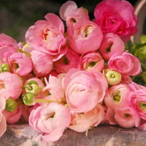 Ranunculus, Ranunculus Flowers, Ranunculus Flower, Buttercups, Persian Buttercups, Ranunculus Asiaticus, Turban Buttercups, spring flower bulb, fall flower bulb