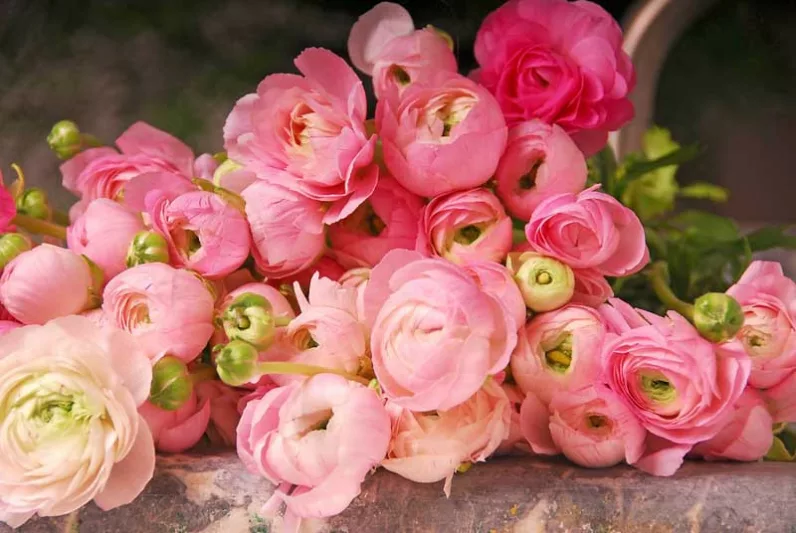 Ranunculus, Ranunculus Flowers, Ranunculus Flower, Buttercups, Persian Buttercups, Ranunculus Asiaticus, Turban Buttercups, spring flower bulb, fall flower bulb