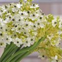 Ornithogalum, Star of Bethlehem, Orange Star Flower, Sun Star, Chinkerinchee, Geeltjienkerientjee, Snake Flower, Drooping Star of Bethlehem, ornithogalum nutans, ornithogalum arabicum, ornithogalum thyrsoides