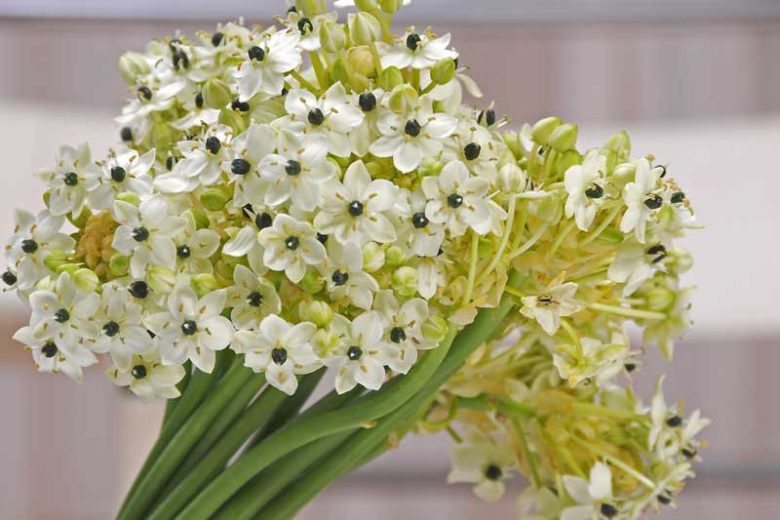 Ornithogalum, Star of Bethlehem, Orange Star Flower, Sun Star, Chinkerinchee, Geeltjienkerientjee, Snake Flower, Drooping Star of Bethlehem, ornithogalum nutans, ornithogalum arabicum, ornithogalum thyrsoides