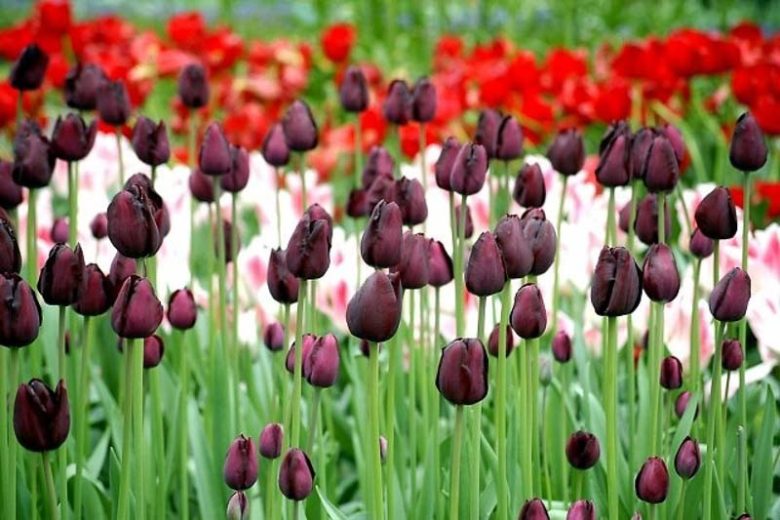 Tulipa Queen of Night, Tulip 'Queen Of Night', Single Late Tulip 'Queen Of Night', Single Late Tulips, Spring Bulbs, Spring Flowers, Tulipe Queen of Night, AGM Tulips, Black tulips, bulb combination