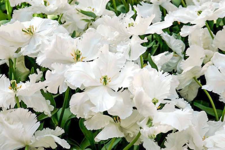 Tulipa Super Parrot, Tulip 'Super Parrot', Parrot Tulip 'Super Parrot', Parrot Tulips, Spring Bulbs, Spring Flowers, Tulipe Super Parrot, White Tulip, Tulipe Perroquet