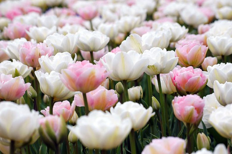 Spring Combination Ideas