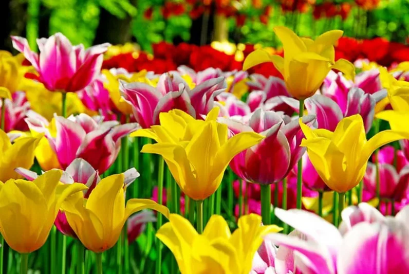 Tulipa West Point,Tulip 'West Point', Lily-Flowered Tulip 'West Point', Lily-Flowering Tulip 'West Point', Lily-Flowered Tulips, Spring Bulbs, Spring Flowers,Tulipe West Point,Lily Flowered Tulip, Yellow Tulip