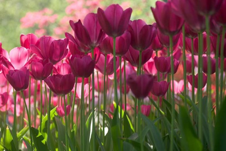 Tulipa Barcelona,Tulip 'Barcelona', Triumph Tulip 'Barcelona', Triumph Tulips, Spring Bulbs, Spring Flowers, Tulipe Barcelona, Triumph Tulip, Tulipe Triomphe, Purple tulips, Pink tulips