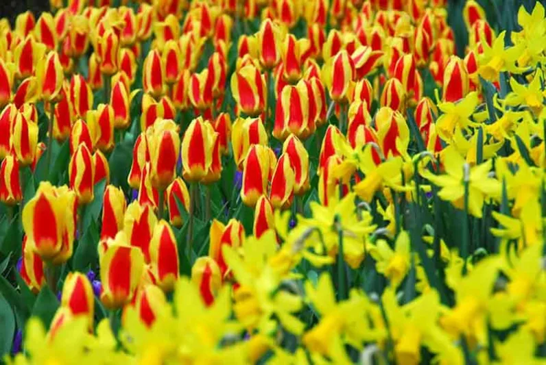 Tulipa Stresa,Tulipe Stresa,Tulip 'Stresa', Kaufmanniana Tulip 'Stresa', Waterlily Tulip 'Stresa', Kaufmanniana Tulips, Spring Bulbs, Spring Flowers, Bicolored Tulip, Red Tulip, Yellow Tulip