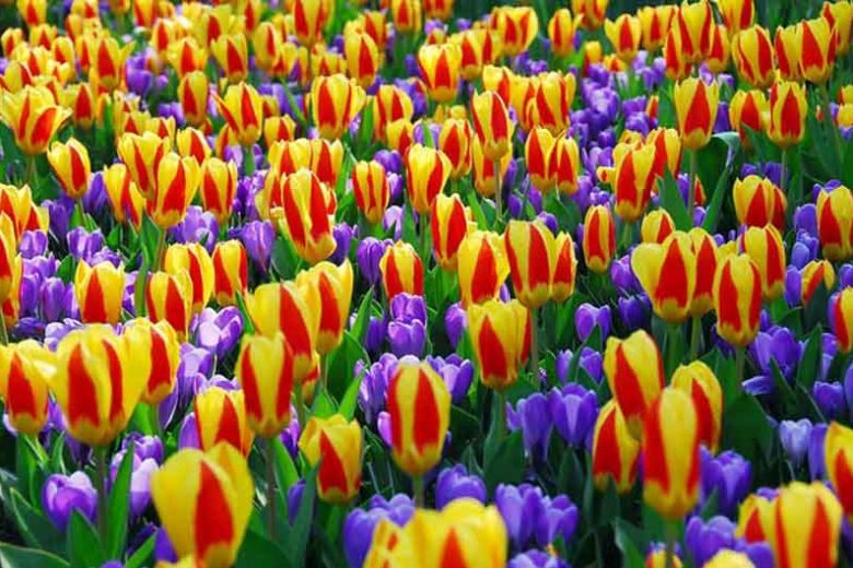 Crocus vernus Remembrance, Dutch Crocus 'Remembrance', Crocus 'Remembrance', Spring Bulbs, Spring Flowers ,Giant Dutch crocus, Dutch crocus, Early Spring bulbs, Violet bulb, Blue bulb, Early flowering bulb