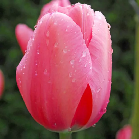Tulipa 'Pink Impression', Tulip 'Pink Impression', Darwin Hybrid Tulip 'Pink Impression', Darwin Hybrid Tulips, Spring Bulbs, Spring Flowers, Pink Tulip,
