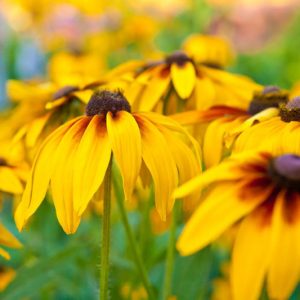 Black Eyed Susan, Black-Eyed Susan, Rudbeckia Hirta, Gloriosa Daisy, Yellow Ox-eye Daisy, Yellow flowers, Orange flowers, Summer Flowers, Drought Tolerant Flowers, Deer Resistant Flowers, Salt Tolerant Fflowers
