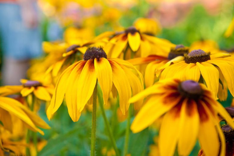 Black Eyed Susan, Black-Eyed Susan, Rudbeckia Hirta, Gloriosa Daisy, Yellow Ox-eye Daisy, Yellow flowers, Orange flowers, Summer Flowers, Drought Tolerant Flowers, Deer Resistant Flowers, Salt Tolerant Fflowers