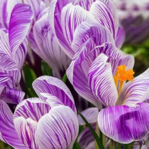 Crocus, Giant Dutch Crocus, Crocus Vernus, Crocus Pickwick, Crocus Remembrance, Crocus Jeanne d'Arc, Crocus Flower Record, Crocus Grand Maitre, Spring Crocus