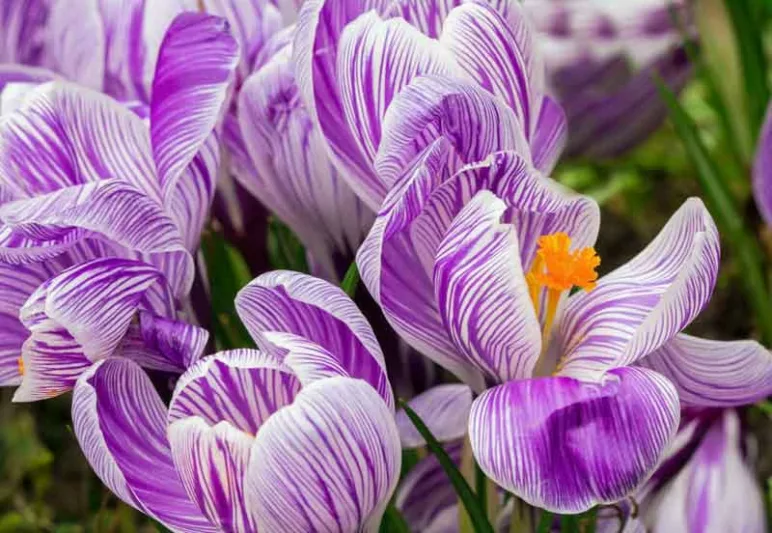 Crocus, Giant Dutch Crocus, Crocus Vernus, Crocus Pickwick, Crocus Remembrance, Crocus Jeanne d'Arc, Crocus Flower Record, Crocus Grand Maitre, Spring Crocus