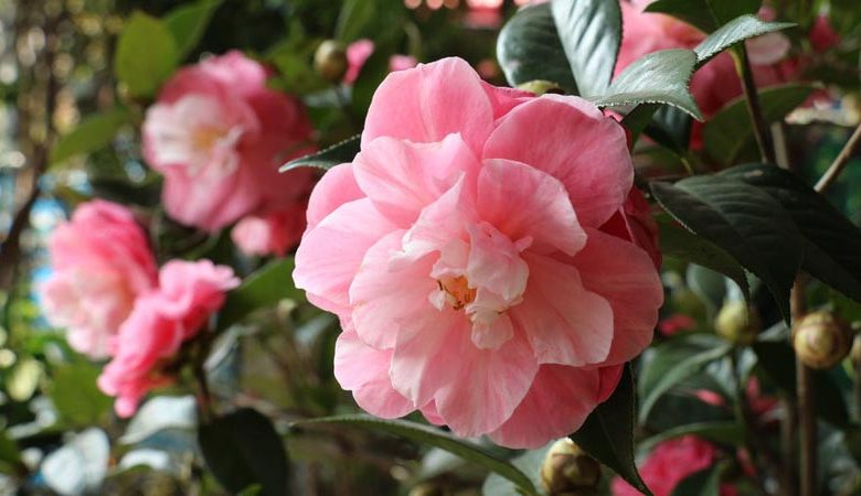 Camellia, Camellias, How to grow Camellias, Camellias bloom time, Camellia bloom season, Japanese Camellias, Camellia Japonica, Camellia Sasanqua, Fall blooming Camellia, Winter Blooming Camellias, Cold hardy Camellias, Spring Blooming Camellias,
