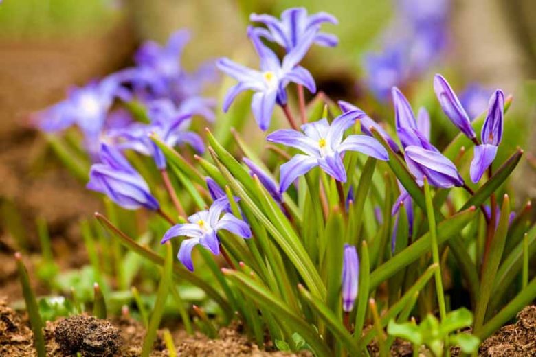 Chionodoxa, Glory of the Snow, Chionodoxa forbesii, Chionodoxa Luciliae, Chionodoxi Siehei, Chionodoxa sardensis, Spring bulbs, Early Spring bloom
