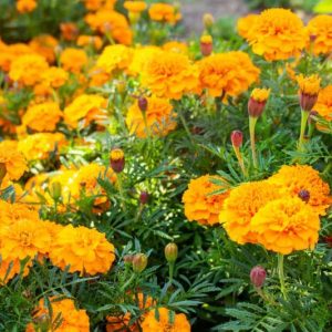 French Marigold, African Marigold, Aztec Marigold, American Marigold, Big Marigold, American Saffron, Signet Marigold, Slender leaf Marigold, Striped Mexican Marigold