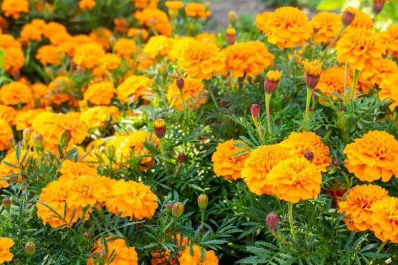 French Marigold, African Marigold, Aztec Marigold, American Marigold, Big Marigold, American Saffron, Signet Marigold, Slender leaf Marigold, Striped Mexican Marigold