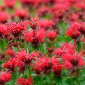 Monarda information, Bee Balm information, Bergamot information, Horsemint information, Fragrant perennials, Mildew resistant perennials, monarda didyma