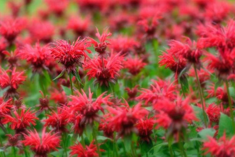 Monarda information, Bee Balm information, Bergamot information, Horsemint information, Fragrant perennials, Mildew resistant perennials, monarda didyma