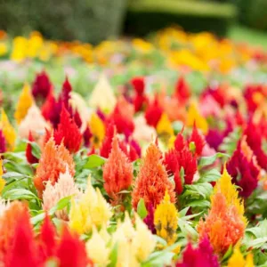 Cockscomb, Plume Celosia, Feather Celosia, Celosia argentea, Celosia cristata, Celosia plumosa, Celosia spicata