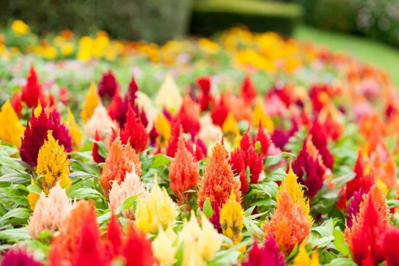 Cockscomb, Plume Celosia, Feather Celosia, Celosia argentea, Celosia cristata, Celosia plumosa, Celosia spicata