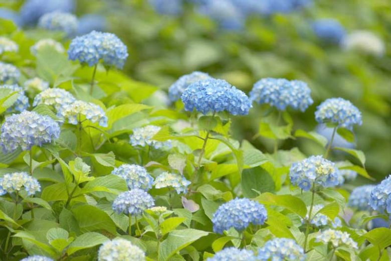Hydrangea macrophylla, BigLeaf Hydrangea, Hortensia, Mophead Hydrangea, Lacecap Hydrangea, French Hydrangea
