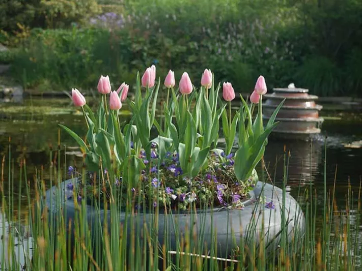 Tulipa Gabriella,Tulip 'Gabriella', Triumph Tulip 'Gabriella', Triumph Tulips, Spring Bulbs, Spring Flowers, Tulipe Gabriella, Pink Tulips, Tulipes Triomphe