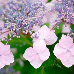 Hydrangea serrata, BigLeaf Hydrangea, Mountain Hydrangea, Mophead Hydrangea, Lacecap Hydrangea, French Hydrangea