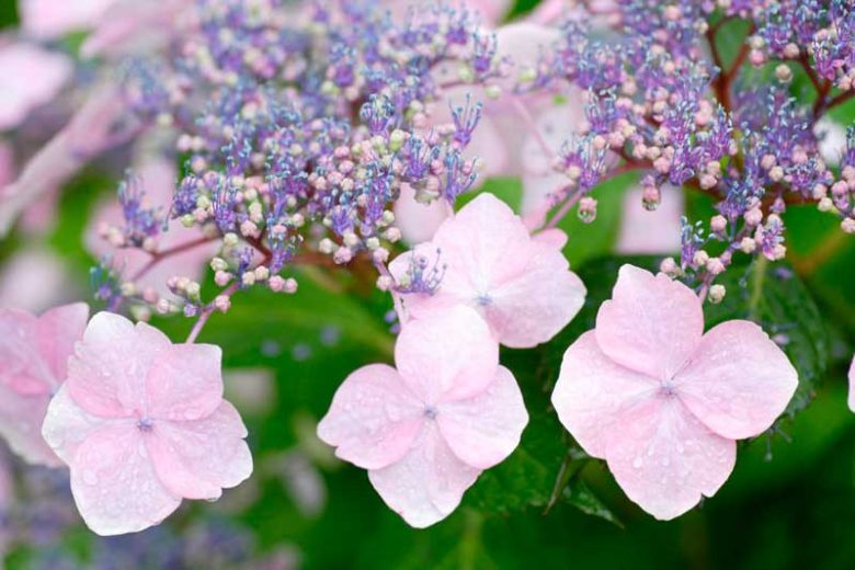 Hydrangea serrata, BigLeaf Hydrangea, Mountain Hydrangea, Mophead Hydrangea, Lacecap Hydrangea, French Hydrangea