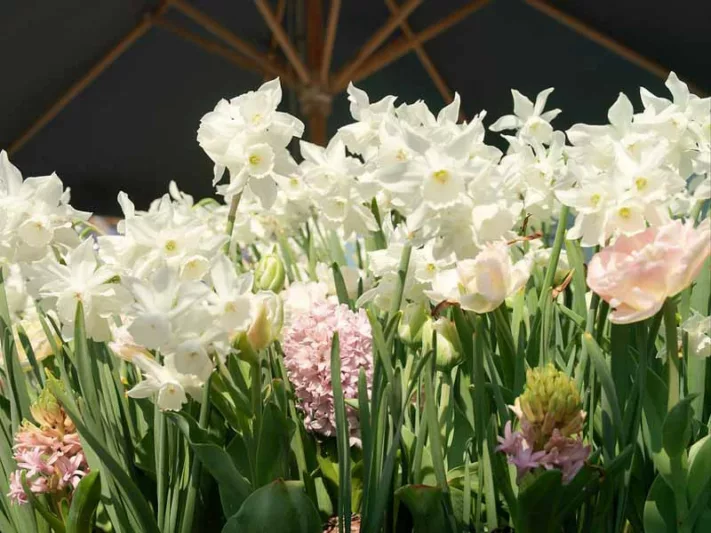Narcissus Mount Hood, Daffodil 'Mount Hood', Trumpet Daffodil 'Mount Hood', Trumpet Daffodil, Spring Bulbs, Spring Flowers, Narcisse Mount Hood, Trumpet narcissus, Mid-season Daffodil, Mid Spring Daffodil, Mid Spring Narcissus