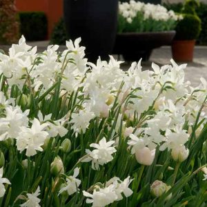 Triandrus narcissus, Triandrus Daffodil, Triandrus Daffodils, Angel's Tears, Spring Bulbs, Spring Flowers, Daffodil Thalia, Daffodil Ice Wings, Daffodil Hawera, Spring bloom