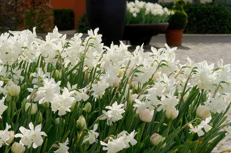 Triandrus narcissus, Triandrus Daffodil, Triandrus Daffodils, Angel's Tears, Spring Bulbs, Spring Flowers, Daffodil Thalia, Daffodil Ice Wings, Daffodil Hawera, Spring bloom